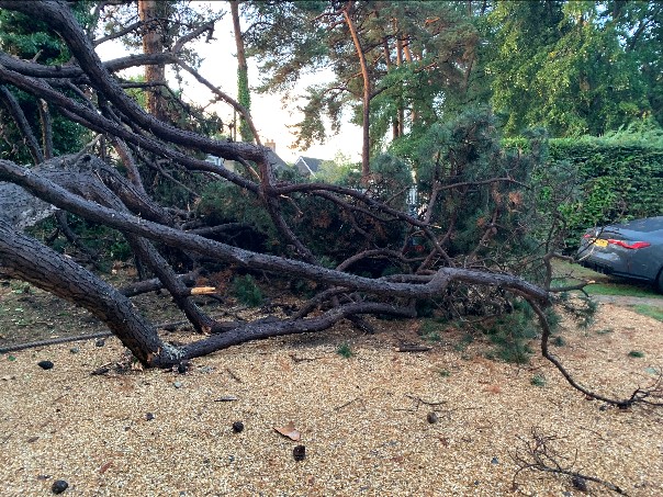 tree down 1.jpg